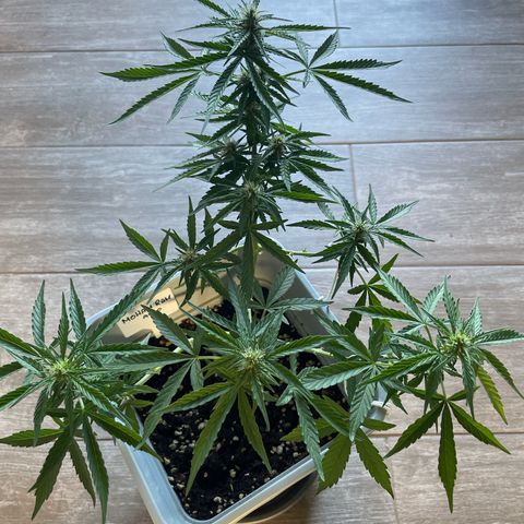 Mohan ram automatic  (7L) growlog timeline photo