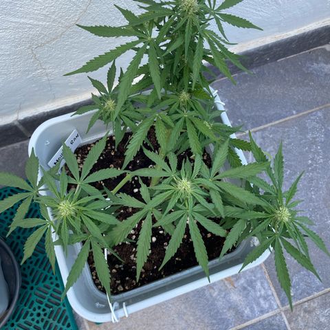 Mohan ram automatic (11L) growlog timeline photo