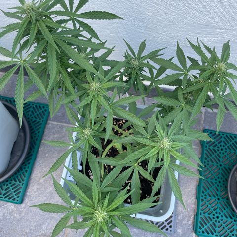 Mohan ram automatic  (7L) growlog timeline photo