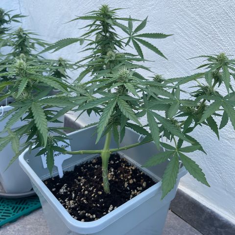 Mohan ram automatic  (7L) growlog timeline photo