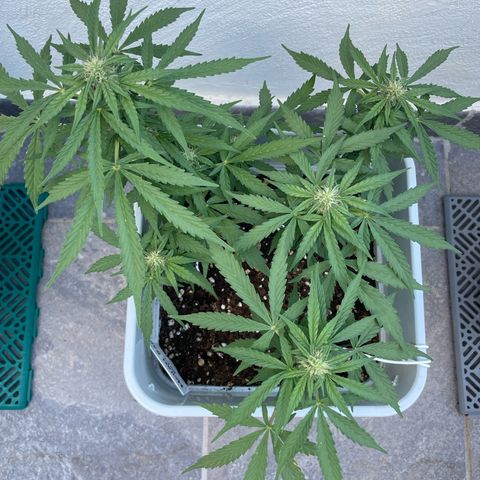 Mohan ram automatic (11L) growlog timeline photo