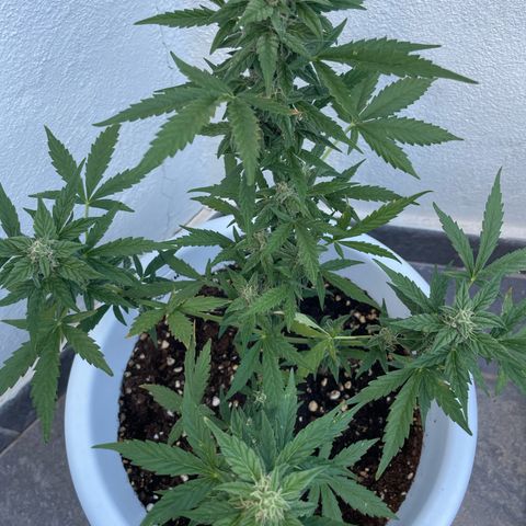 Daiquiri Automatic (11L white pot) growlog timeline photo