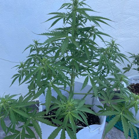 Amnesia skittles automatic  growlog timeline photo