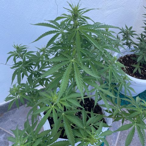 Amnesia skittles automatic  growlog timeline photo