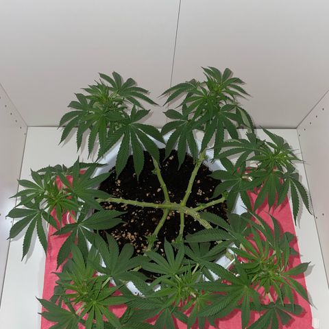 Do-si-dos (experimental) growlog timeline photo