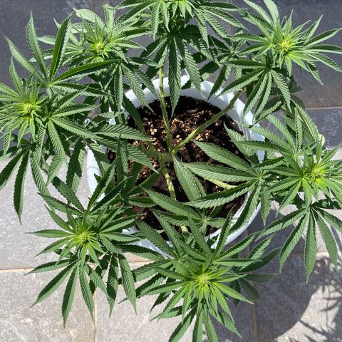 Do-si-dos (experimental) growlog timeline photo
