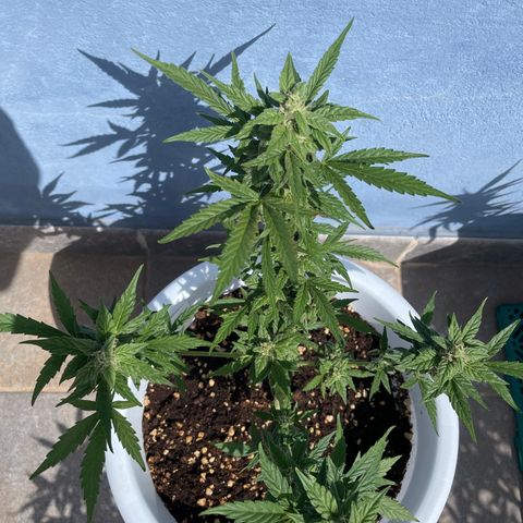 Daiquiri Automatic (11L white pot) growlog timeline photo