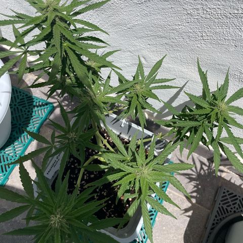 Mohan ram automatic  (7L) growlog timeline photo