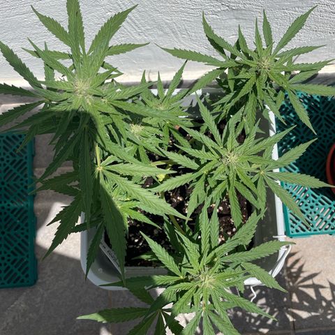 Mohan ram automatic (11L) growlog timeline photo
