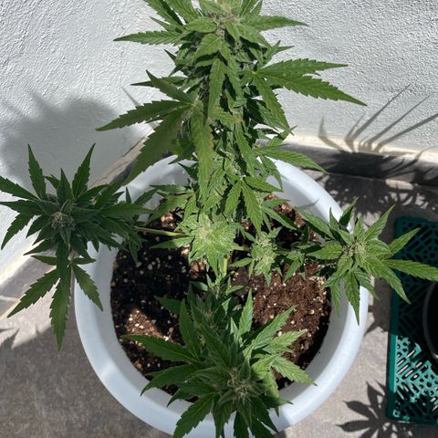 Daiquiri Automatic (11L white pot) growlog timeline photo