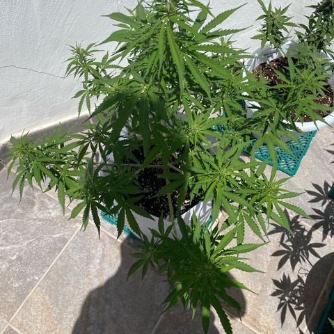 Amnesia skittles automatic  growlog timeline photo
