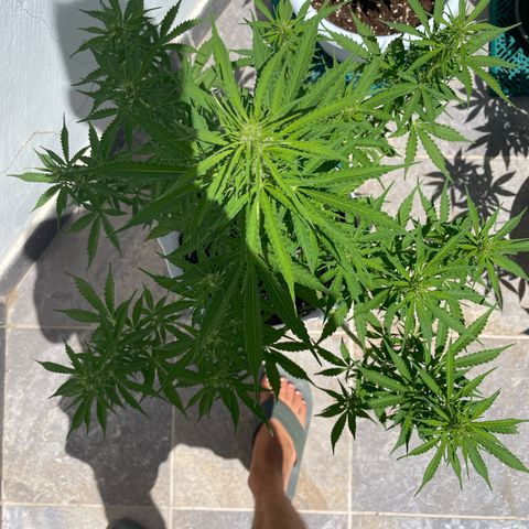 Amnesia skittles automatic  growlog timeline photo
