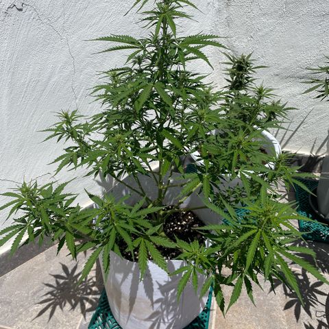 Amnesia skittles automatic  growlog timeline photo