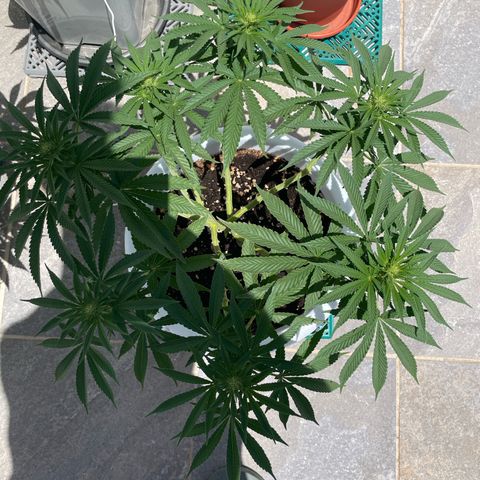 Do-si-dos (experimental) growlog timeline photo