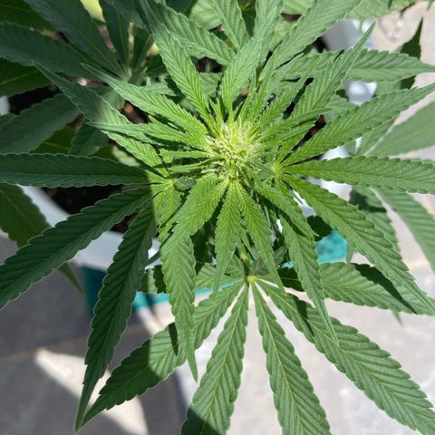 Do-si-dos (experimental) growlog timeline photo