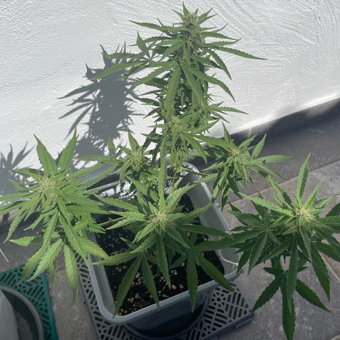 Mohan ram automatic  (7L) growlog timeline photo
