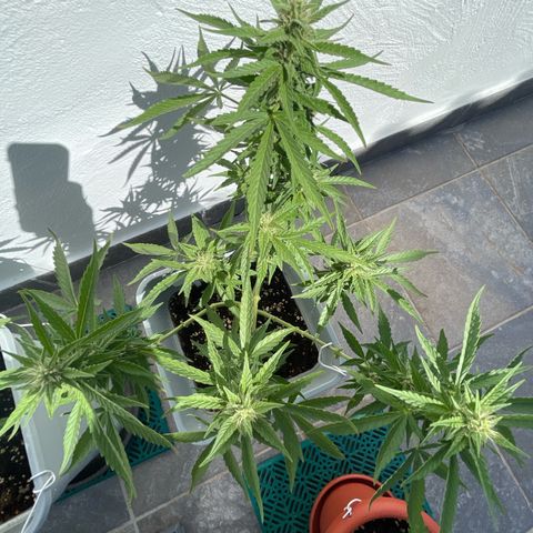 Mohan ram automatic  (7L) growlog timeline photo