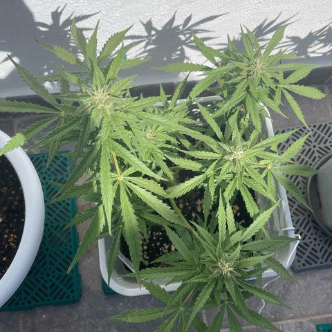 Mohan ram automatic (11L) growlog timeline photo