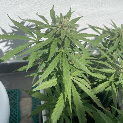 Mohan ram automatic (11L) growlog timeline photo