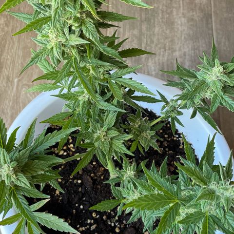 Daiquiri Automatic (11L white pot) growlog timeline photo