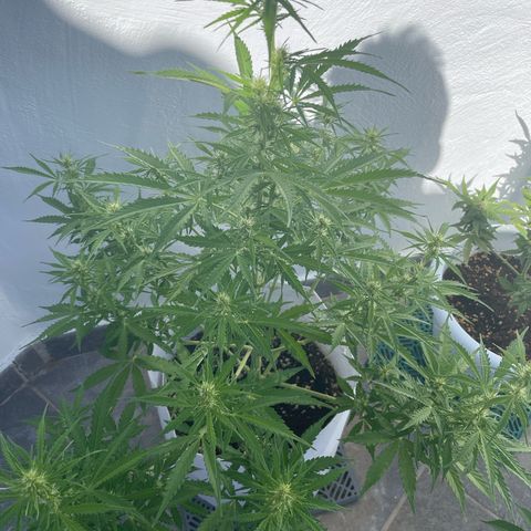 Amnesia skittles automatic  growlog timeline photo