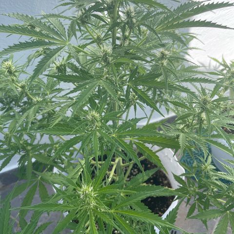Amnesia skittles automatic  growlog timeline photo
