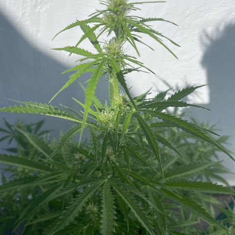 Amnesia skittles automatic  growlog timeline photo