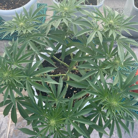 Do-si-dos (experimental) growlog timeline photo