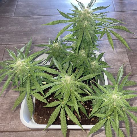 Mohan ram automatic (11L) growlog timeline photo