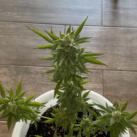 Daiquiri Automatic (11L white pot) growlog timeline photo