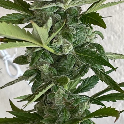 Daiquiri Automatic (11L white pot) growlog timeline photo
