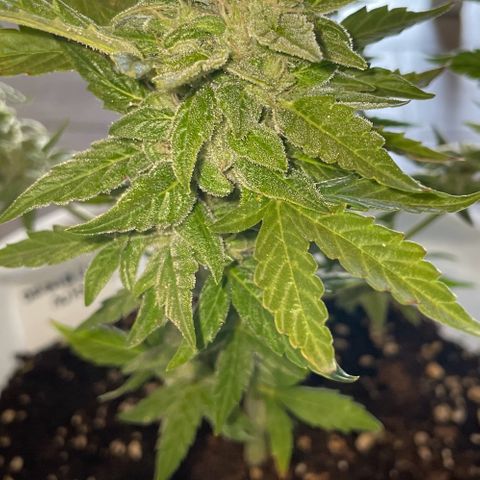 Daiquiri Automatic (11L white pot) growlog timeline photo