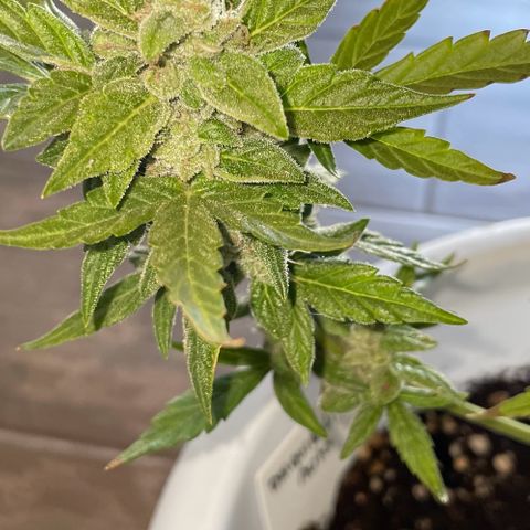 Daiquiri Automatic (11L white pot) growlog timeline photo