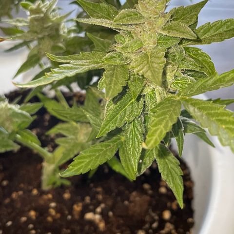 Daiquiri Automatic (11L white pot) growlog timeline photo