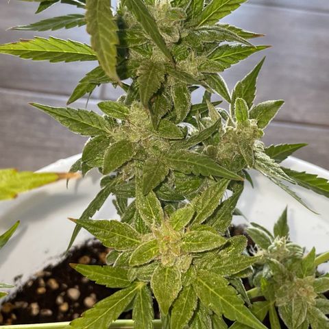 Daiquiri Automatic (11L white pot) growlog timeline photo