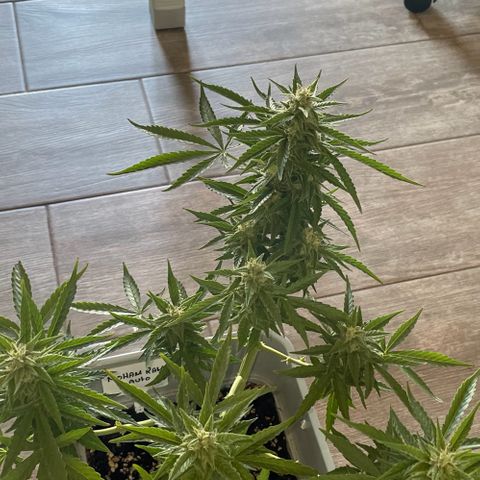 Mohan ram automatic  (7L) growlog timeline photo