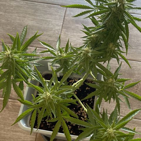 Mohan ram automatic  (7L) growlog timeline photo