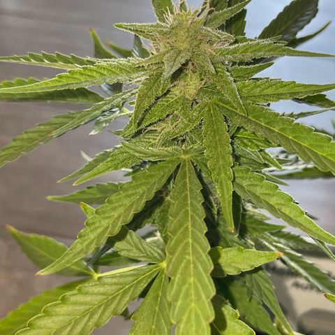Mohan ram automatic  (7L) growlog timeline photo