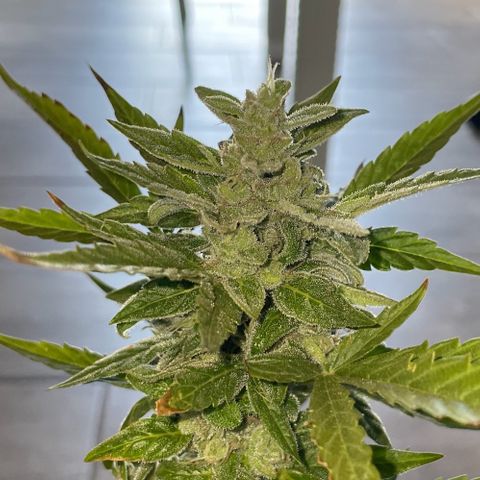 Mohan ram automatic  (7L) growlog timeline photo