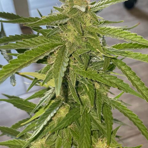 Mohan ram automatic  (7L) growlog timeline photo