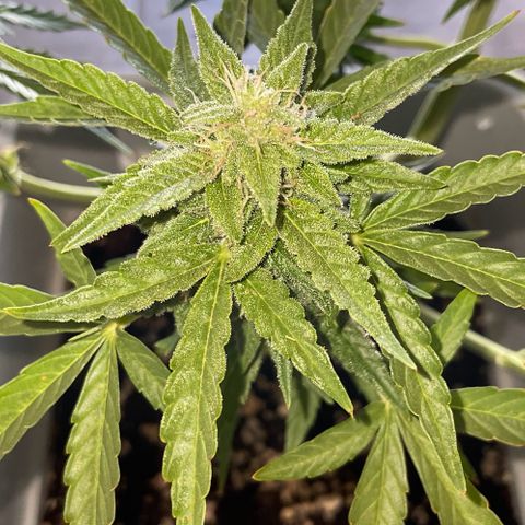 Mohan ram automatic  (7L) growlog timeline photo