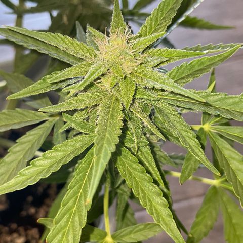 Mohan ram automatic  (7L) growlog timeline photo