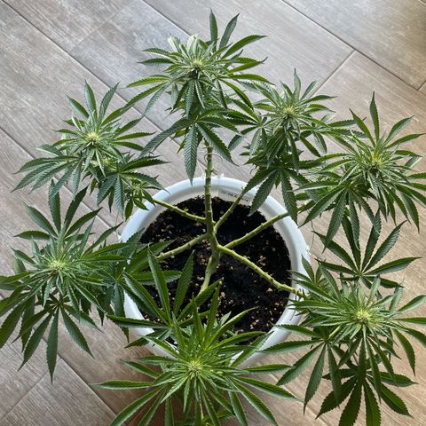 Do-si-dos (experimental) growlog timeline photo