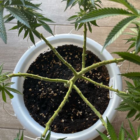 Do-si-dos (experimental) growlog timeline photo