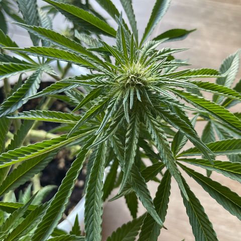Do-si-dos (experimental) growlog timeline photo