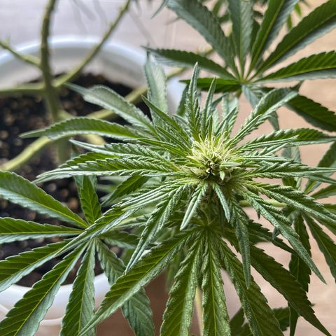 Do-si-dos (experimental) growlog timeline photo