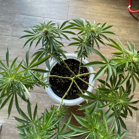 Do-si-dos (experimental) growlog timeline photo