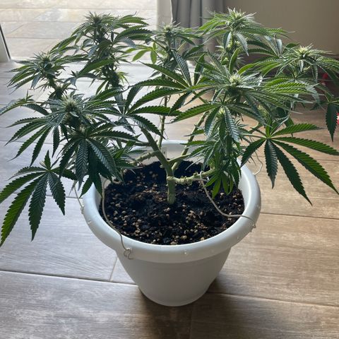 Do-si-dos (experimental) growlog timeline photo