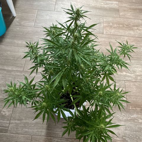 Amnesia skittles automatic  growlog timeline photo