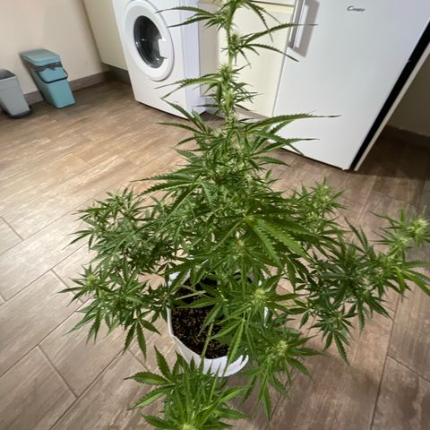 Amnesia skittles automatic  growlog timeline photo